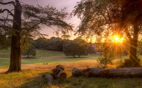 A beautiful photograph of Warley Woods in Smethwick, captured by Simon Lea, winner of the IGPOTY Repton competition - Credit: Simon Lea