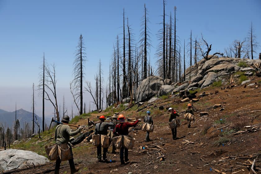 SEQUOIA CREST, CA - MAY 25: A crew plants one-year-old giant sequoia seedlings on the Save the Redwoods League's Alder Creek grove property Thursday, May 25, 2023 in Sequoia Crest, CA. Save the Redwoods League will undertake planting 30,000 giant sequoia seedlings at their Alder Creek grove property in the western Sierra, as part of their ongoing efforts to restore giant sequoia groves devastated by wildfires in recent years. Crews are planting giant sequoia seedlings in the Alder Creek grove that was burned by the 2020 SQF Complex/Castle Fire that killed 10 to 14% of the world's natural population of the trees. (Gary Coronado / Los Angeles Times)