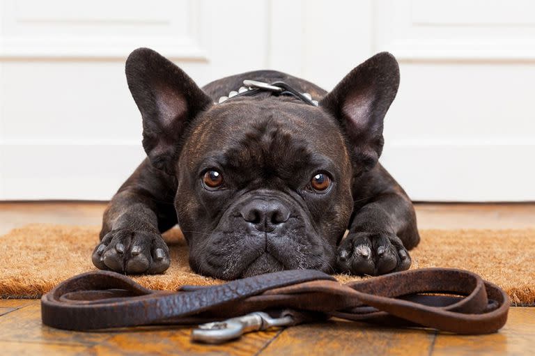 Por su nariz chata, los bulldog francés suelen tener problemas para respirar. Foto: Shutterstock