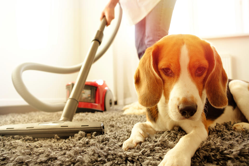 Can't get pet hair up from the carpet with a vacuum cleaner? This hack could help