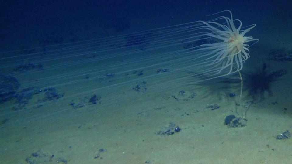 Fotografía bajo el mar de un Relicanthus