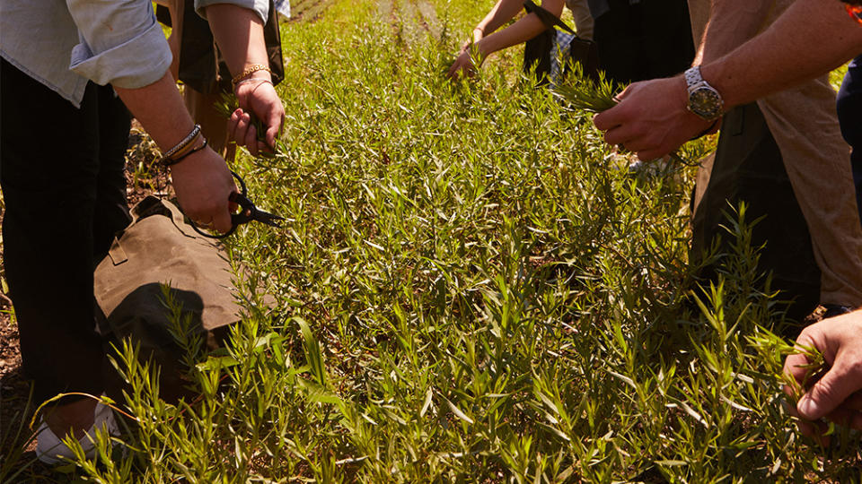 The Macallan x Blade: Nature Meets Mastery at Wildflower Farm.