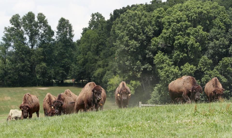 A group of bison head to a different field at Red Run Bison Farm in Marshallville.