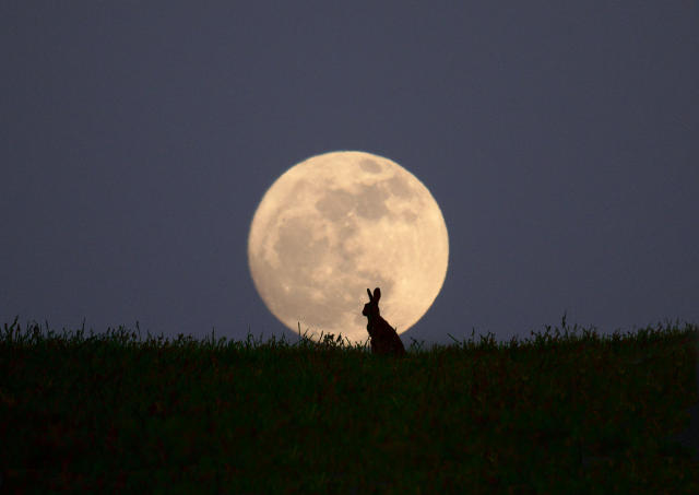 8 beautiful hóngbāo to celebrate the year of the rabbit