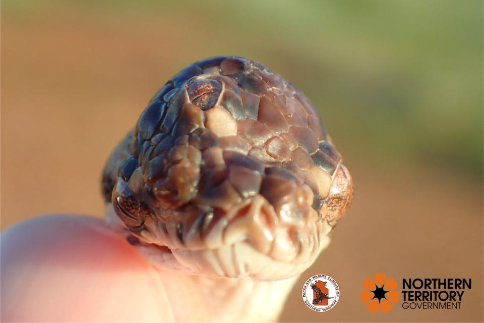 La serpiente con tres ojos encontrada en el Territorio del Norte de Australia. (Gobierno del Territorio del Norte)