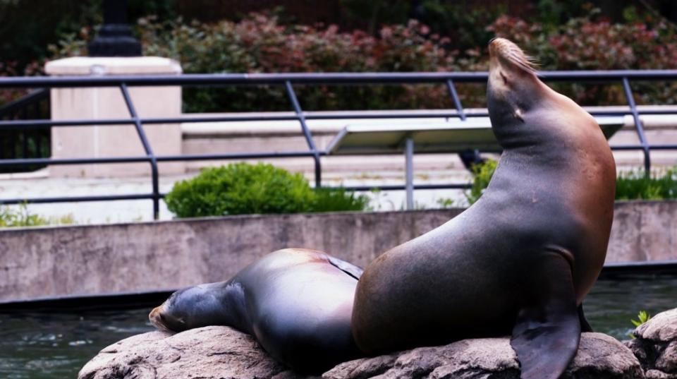 Guests can expect to see – and hear – some of the most popular veteran residents, including the sea lions, in their pool at Sea Lion Court. credit: WCSâs Prospect Park Zoo