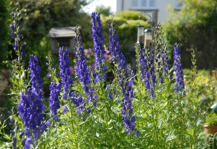 aconitum napellus, monkshood or wolfs bane, a poisonous perennial herb, in a cottage garden