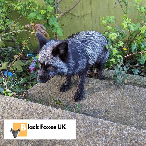 Rare black fox spotted in Somerset is back home after escape bid - BBC News