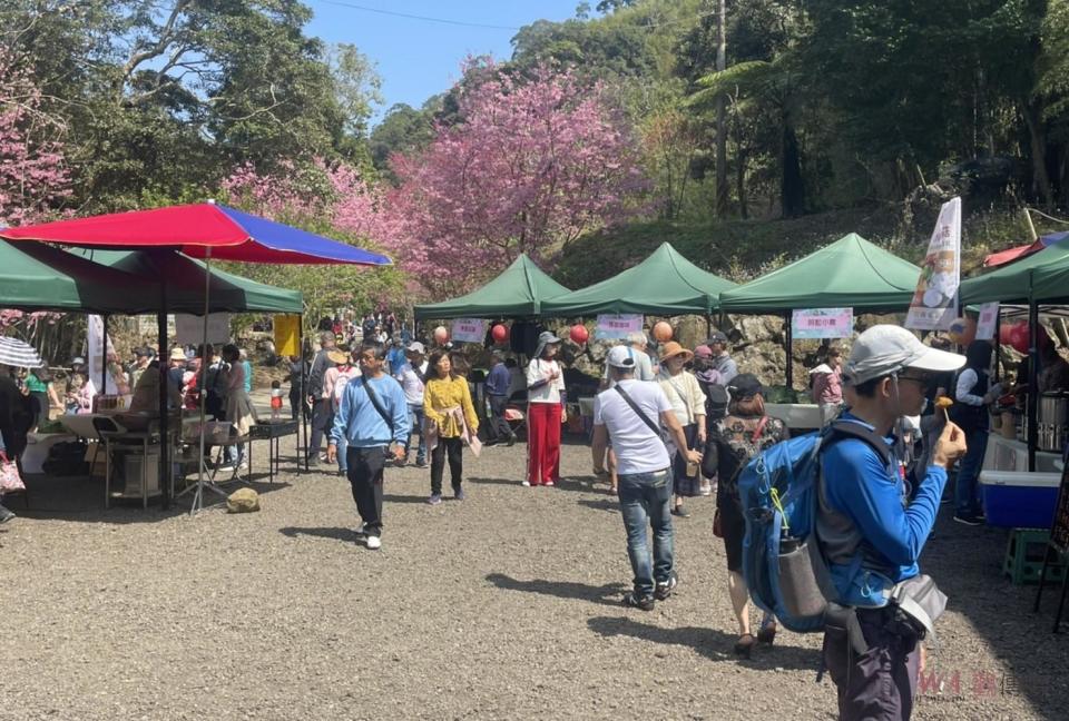 文化觀光處長陳璧君表示，草嶺石壁不僅擁有得天獨厚的自然條件，櫻花品種更是十分豐富。加上竹林美景的襯托，使得這裡的賞櫻體驗更加獨特。今年的草嶺石壁櫻花季將持續至3月10日，期間還有豐富多彩的活動，歡迎大家前來賞櫻同時逛市集，並參觀古坑地區的景點。