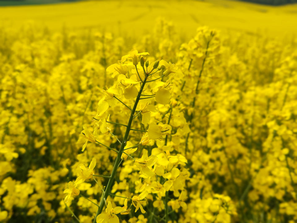 油菜花（圖片來源：Getty Creative提供）