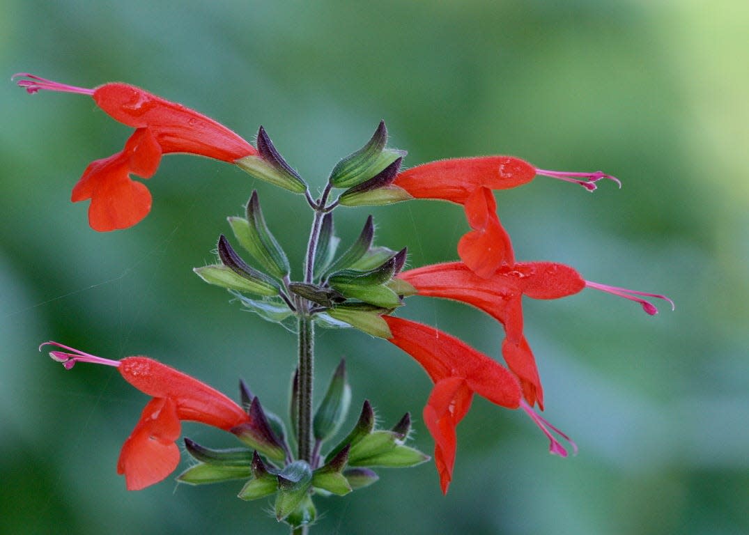 Tropical sage is an easily grown native that attracts butterflies.