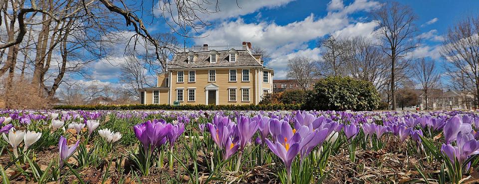 Crocus blossoms rise to the sun, a sure sign of spring at the Dorothy Quincy Homestead off Hancock Street in Quincy.