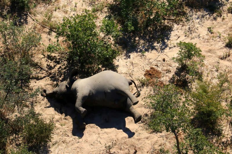 A dead elephant is seen in this undated handout image in Okavango Delta