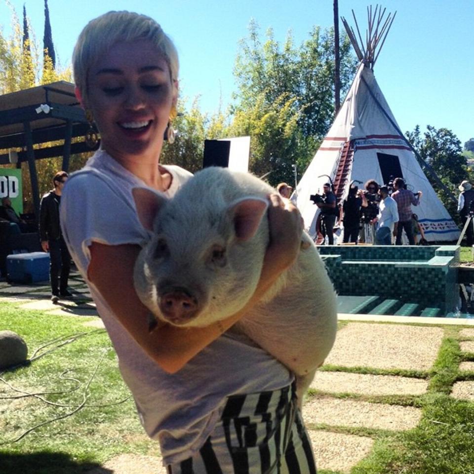 Miley Cyrus loves to spoil her pets, but <a href="https://people.com/pets/miley-cyrus-reveals-pet-pig-bubba-sue-died/" rel="nofollow noopener" target="_blank" data-ylk="slk:the since-deceased Bubba Sue;elm:context_link;itc:0;sec:content-canvas" class="link ">the since-deceased Bubba Sue</a> got particularly A-list treatment, traveling to glam locales and posing for the cover of <em>Paper</em>.