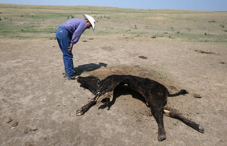 A rancher inspects a dead cow on dry grasslands on August 22, 2012 near Eads, Colorado. A government report warned the United States could face more frequent severe weather including heat waves and storms for decades to come as temperatures rise far beyond levels being planned for