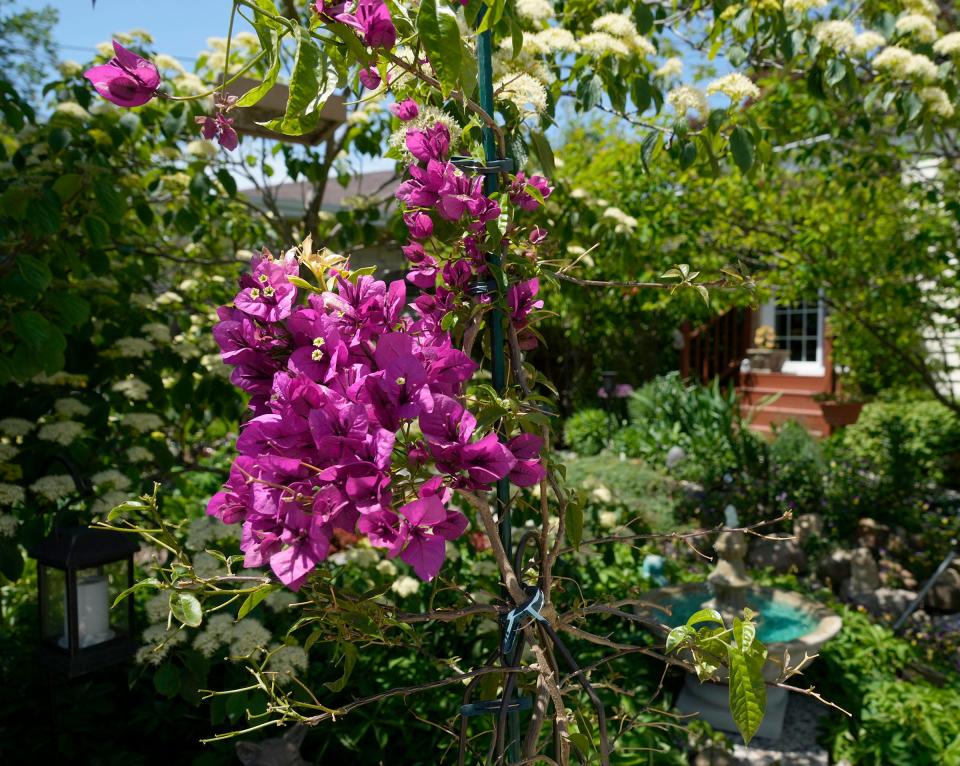 A bougainvillea blooms in the backyard garden at the home of Paul Berens and his partner, T.J. Kester, in South Milwaukee.