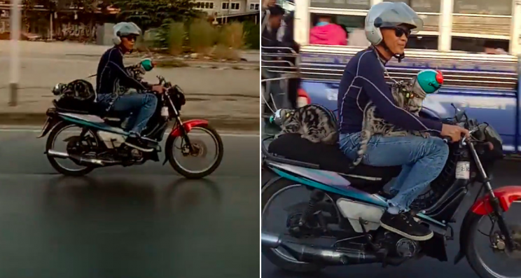 Bizarre: The cats were wearing their own helmets while riding on the motorbike (SWNS)