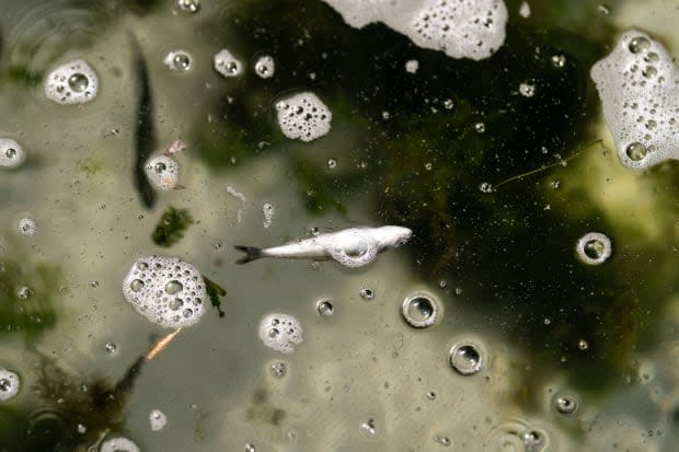 A dead chinook salmon floats in a fish trap on the lower Klamath River in Weitchpec, Calif., in June. A historic drought and low water levels on the Klamath River are threatening the existence of fish species along the 413-kilometre long river. But heat and drought also threaten salmon on both of Canada's coasts.  (Nathan Howard/The Associated Press - image credit)