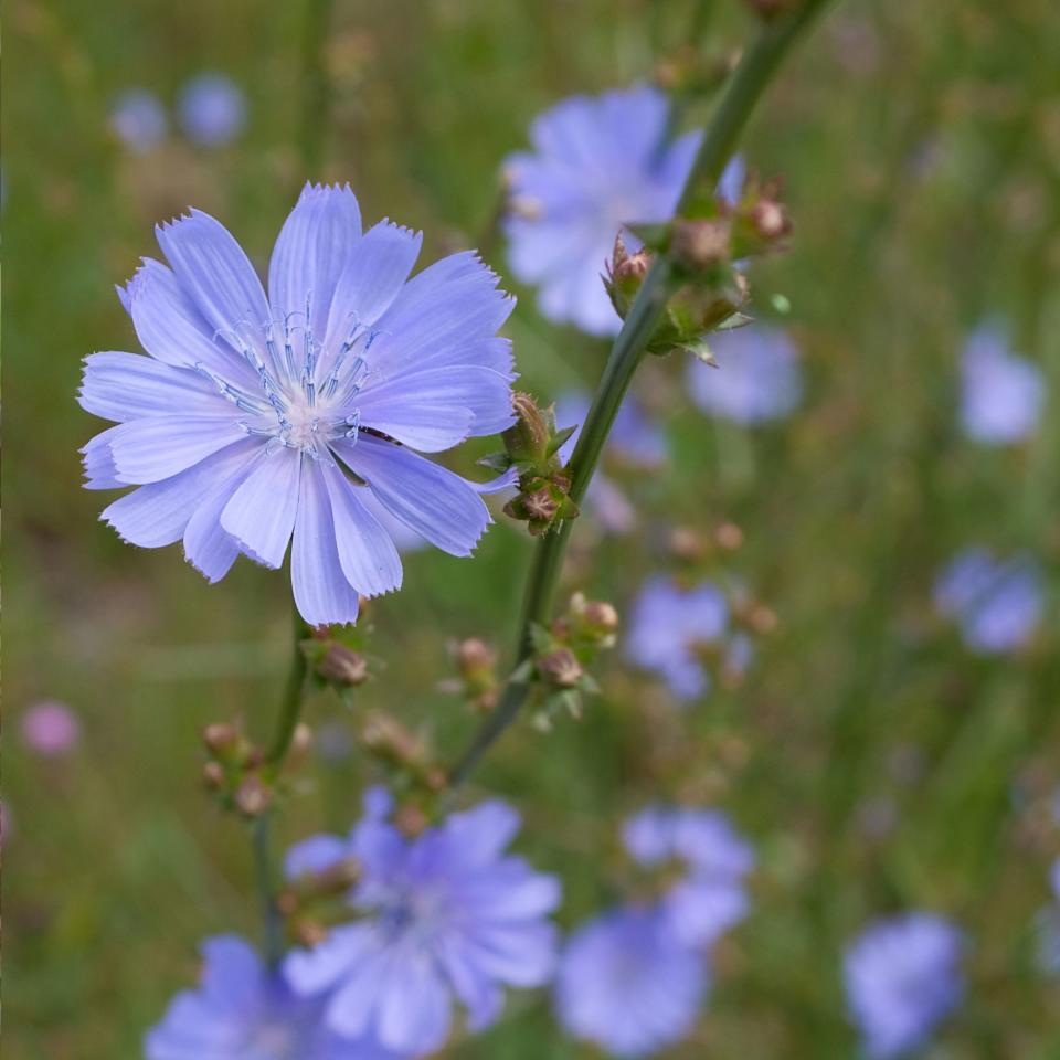 Wild chicory flowering in a vegetable garden