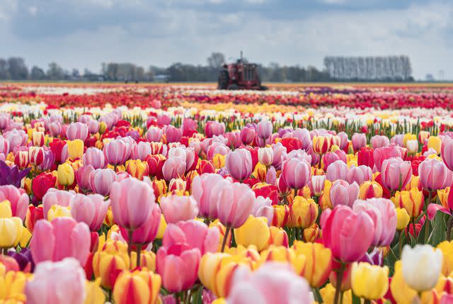 <p>Courtesy of Tulip Experience Amsterdam</p>