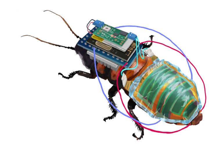 Japón investiga cómo controlar a distancia a cucarachas y otros insectos para que investiguen zonas de catástrofe, maquinaria de difícil acceso, etcétera