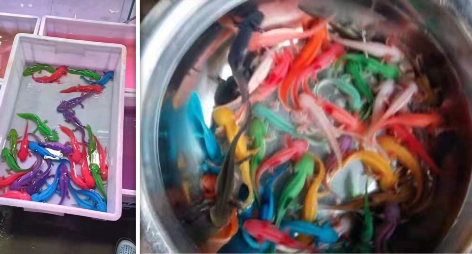 Left - colourful axolotls in a tub. Right - colourful axolotls in a bowl