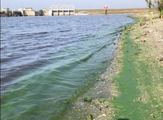 An apparent blue-green algae bloom stretches Tuesday, April 14, 2020, along the north shore of the basin just east of the Port Mayaca Lock and Dam.