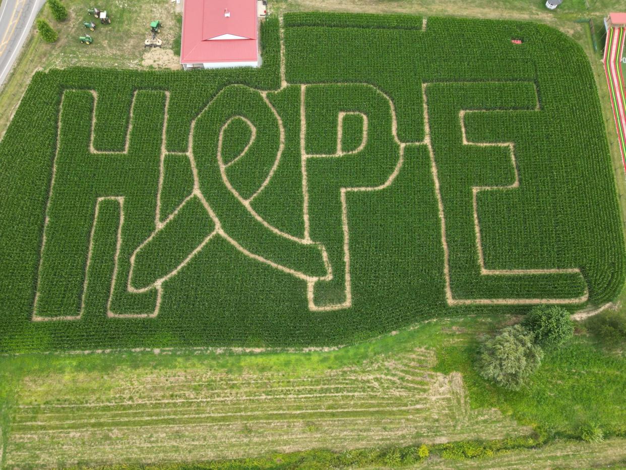 The Hope with a stylized cancer ribbon is the corn maze design this year at McDonald's Greenhouse and Corn Maze.