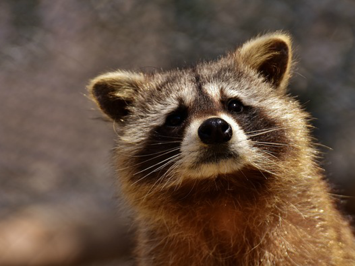 Rabies can affect wild animals, such as raccoons, skunks, bats and foxes, and pets, such as dogs, cats, horses and ferrets. People can also be affected. (Pixabay.com - image credit)