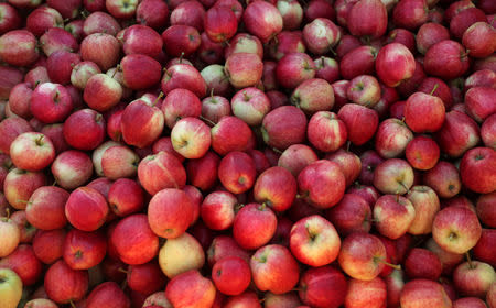 FILE PHOTO: Picked apples are seen at Stocks Farm which employs migrant workers to help harvest the fruit, in Suckley, Britain, October 10, 2016. REUTERS/Eddie Keogh/File Photo