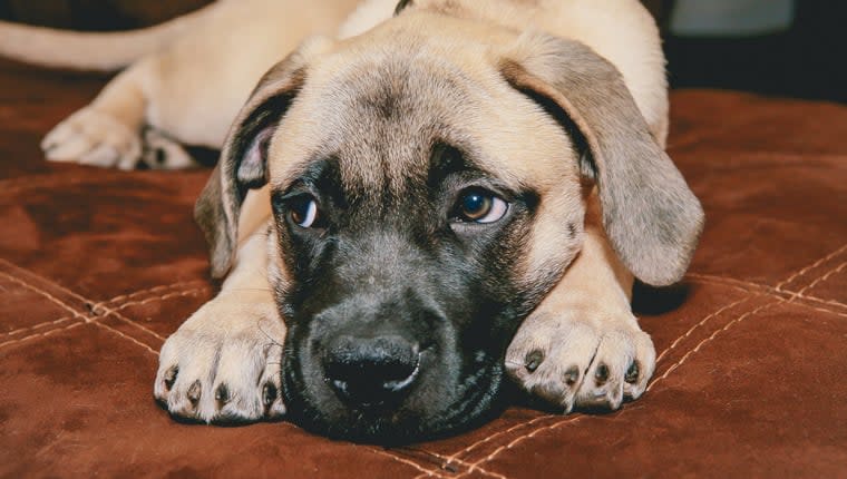 The Science Behind Puppy-Dog Eyes