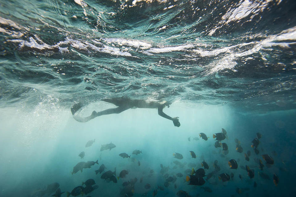 加拉巴哥群島（Photo by: Joel Sartore Photography/Design Pics Editorial/Universal Images Group, Image Source : Getty Editorial）