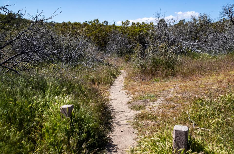 A section of the Pacific Crest Trail is seen in Anza, Calif., Thursday, May 11, 2023. 