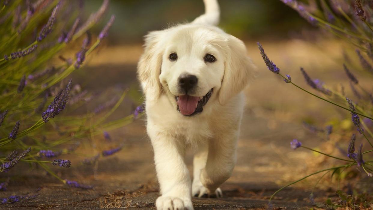 golden retriever puppy