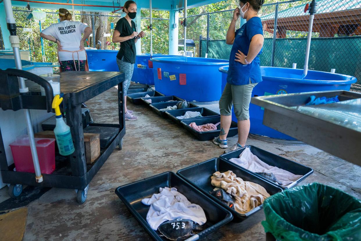 Cold-stunned sea turtles wait to be treated at Gumbo Limbo's Sea Turtle Rehabilitation facility in Boca Raton, Florida on December 14, 2020. Twenty sea turtles were flown here from the New England Aquarium to be rehabilitated.