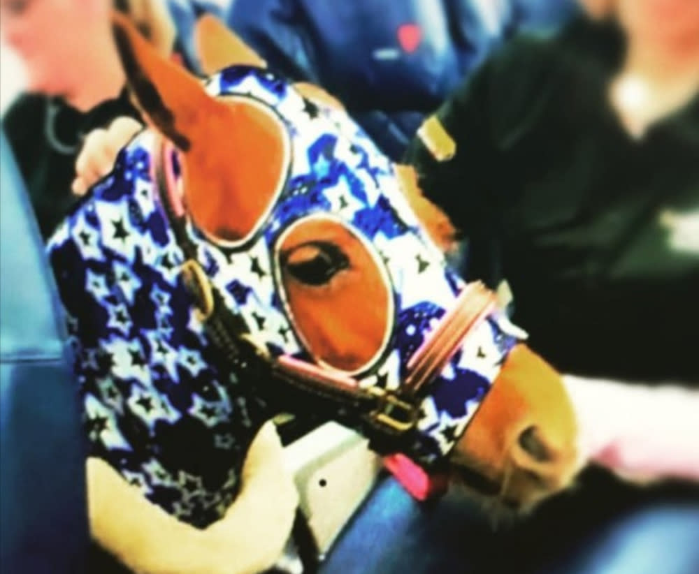 Adorned with a blue-starred head cover, there will be ‘neigh’ problems on this flight with a minature horse onboard. — Picture from Twitter/passengershame