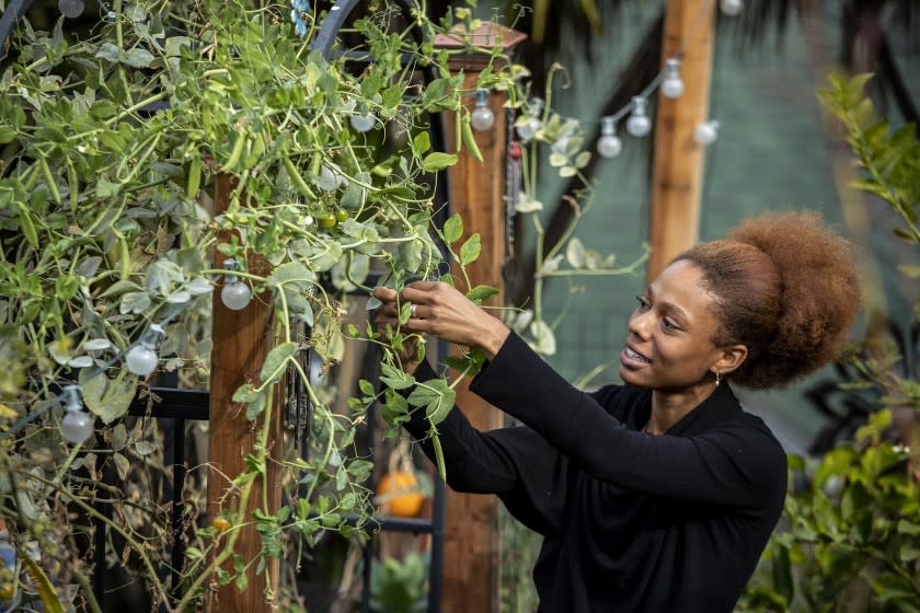 Yhanni James picks sweet peas from a vine at Paul and Nancy Terry's backyard garden.