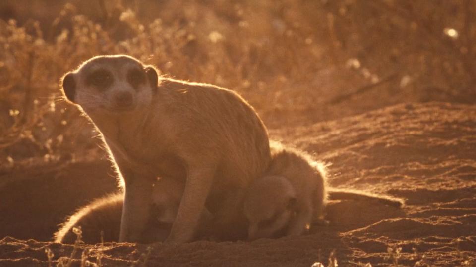 The Meercats