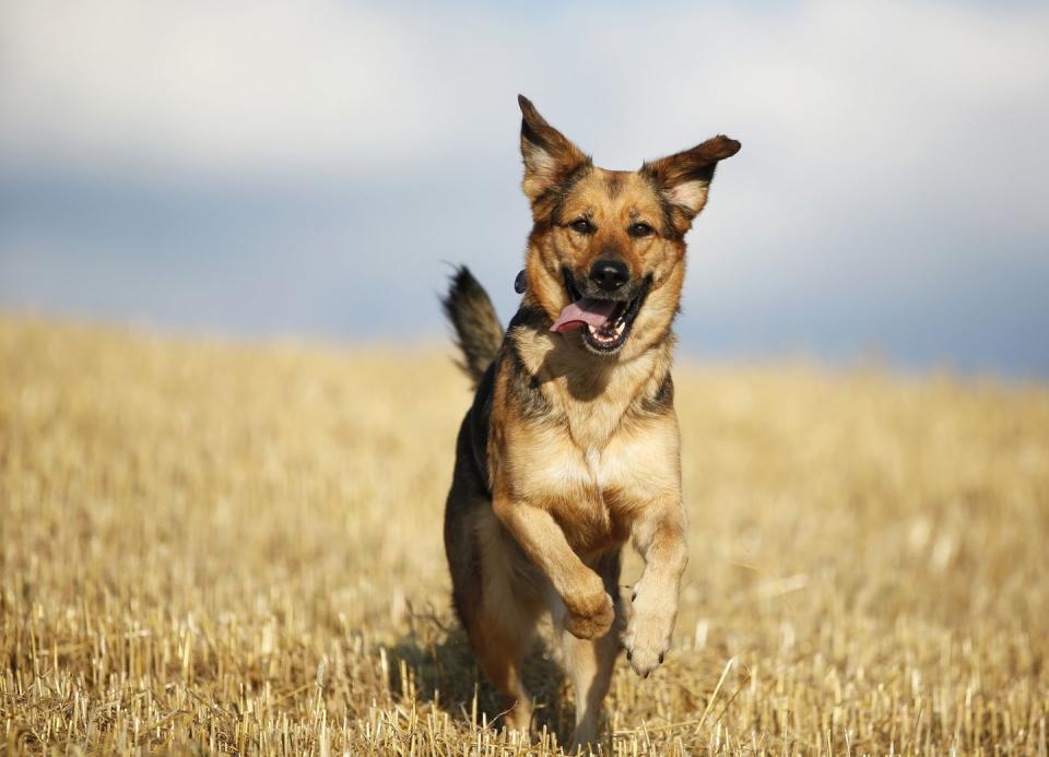 brown dog breeds german shepherd