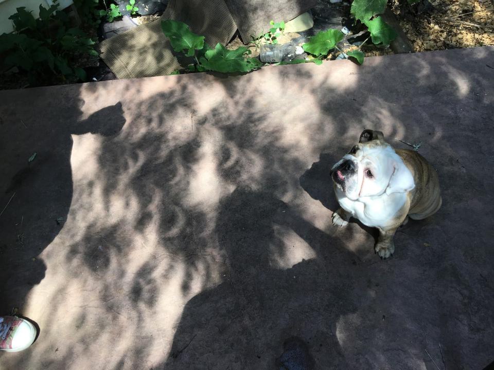 An English bulldog watches the partial solar eclipse in 2017 while leaves diffuse light and make tiny little moving eclipse shadows on the ground.