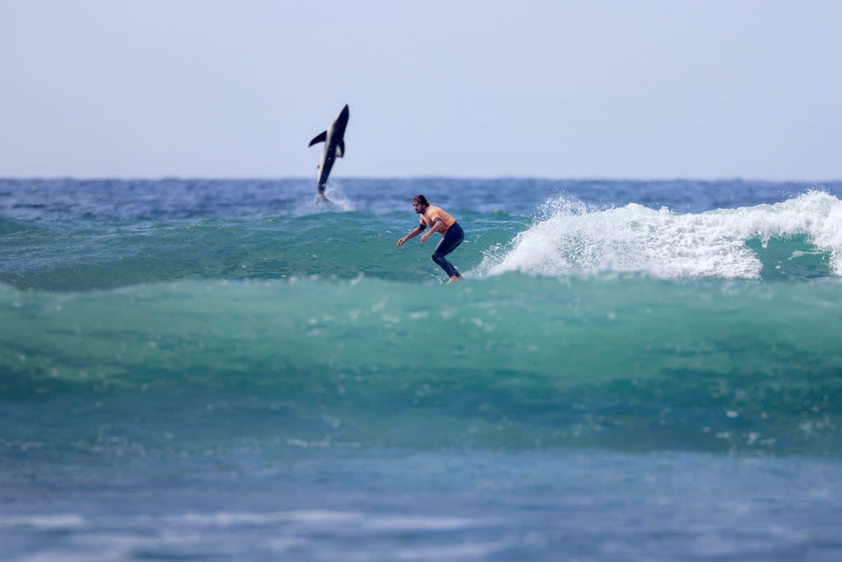 Great white shark leaping behind surfer captured by photographer Jordan Anast in Southern California (@jordananast)