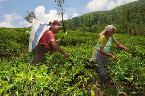 ▲ 斯里蘭卡生產的茶葉聞名全球。資料照。（圖／美聯社／達志影像）