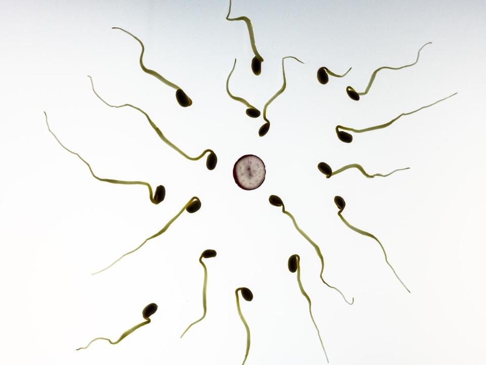 <strong>男性禁欲6天後，精子活動數量和比例將達到低點，同時精子畸型的比例增加。（示意圖／photo AC）</strong>