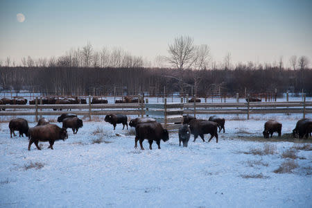 Bison relax in the bison handling facility at Elk Island National Park in Alberta, Canada in this January 9, 2017 handout photo. Cameron Johnson/Parks Canada/Handout via REUTERS