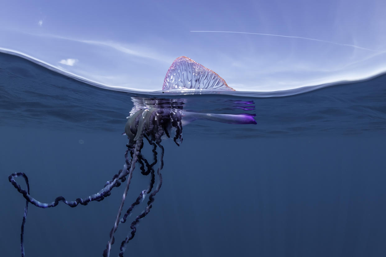The Portuguese man o'war is usually found on the open ocean. (Getty)