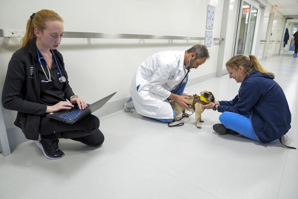 FILE - Veterinarian surgeon Dr. Daniel Spector, center, with members of the surgical team Lauren Reeves, right, and Allison Elkowitz examine Tiny, a pug, in the surgery prep room at the Schwarzman Animal Medical Center, Friday, March 8, 2024, in New York. On Friday, April 5, 2024, the U.S. government issues its March jobs report. (AP Photo/Mary Altaffer, File)