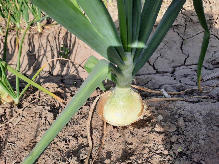 Se trabaja en las pruebas de cultivo de cebolla dulce a pedido de la empresa norteamericana Generation Farms