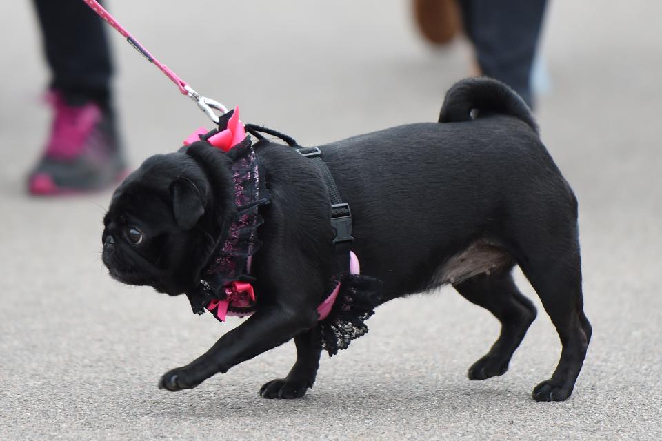 A pug pictured out for a walk in Birmingham in 2017.  (PA)