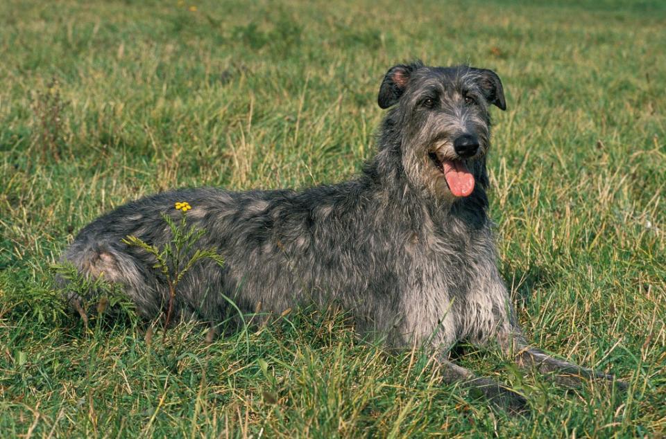 Scottish Deerhound, a breed of wolfhound dog, laying on grass.