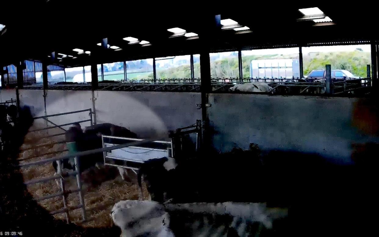 A covert camera placed in a barn by a charity showed Owen Nichol kicking a cow that had just given birth - PA